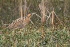 bittern_290212k.jpg