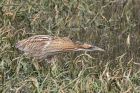 bittern_290212m.jpg