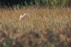 bittern_MM_081020a.jpg