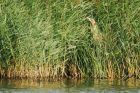 bittern_MM_221018b.jpg