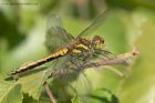 blackDarter_020711a.jpg