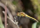 blackDarter_020711b.jpg