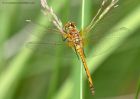 blackDarter_040812e.jpg