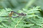 Filename=blackDarter_040812l.jpg
Filesize=224KB
Dimensions=1000x667
Date added=Aug 17, 2012 blackDarter_040812l.jpg