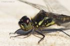 blackDarter_080714a.jpg