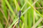 blackDarter_080912a.jpg