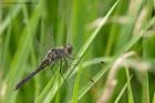 blackDarter_110812b.jpg