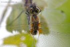 blackDarter_170811t.jpg