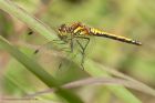 blackDarter_170811v.jpg