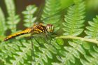 blackDarter_180709e.jpg