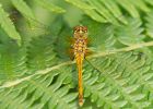 blackDarter_180709g.jpg