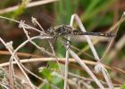 blackDarter_180709w.jpg