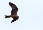 blackKite_070609c.jpg