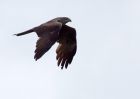 blackKite_070609h.jpg