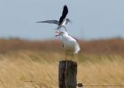 blackWingedStilt_080609i.jpg