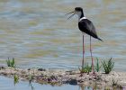 blackWingedStilt_080609r.jpg