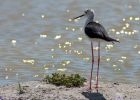 blackWingedStilt_080609t.jpg