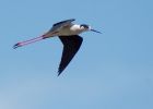 blackWingedStilt_080609v.jpg