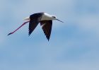 blackWingedStilt_080609w.jpg