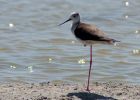 blackWingedStilt_080609x.jpg