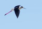 blackWingedStilt_080609za.jpg