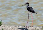 blackWingedStilt_080609zc.jpg