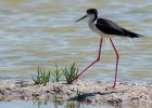 blackWingedStilt_080609ze.jpg