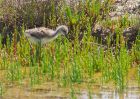 blackWingedStilt_080609zg.jpg