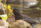 blackbird_010510d.jpg