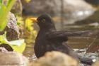 blackbird_010510e.jpg