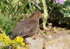 Filename=blackbird_020509c.jpg
Filesize=247KB
Dimensions=1000x714
Date added=May 02, 2009 blackbird_020509c.jpg
