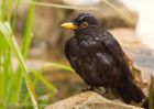 blackbird_040709a.jpg