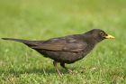 blackbird_0505c.jpg