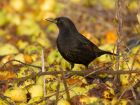 blackbird_060108a.jpg