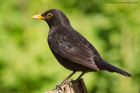 blackbird_110510a.jpg