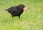 blackbird_130410c.jpg