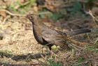 blackbird_1403b.jpg