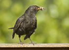 blackbird_160707b.jpg