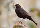 blackbird_200210b.jpg