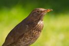 blackbird_210410a.jpg