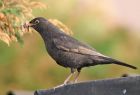 blackbird_2104d.jpg