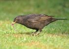 blackbird_2104e.jpg