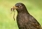 blackbird_2104h.jpg