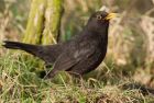 blackbird_230109a.jpg