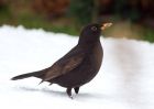 blackbird_241209c.jpg