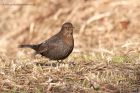 blackbird_290111a.jpg