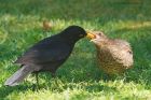 blackbird_290415b.jpg