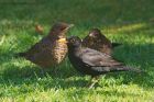 blackbird_290415d.jpg