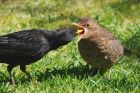 blackbird_290415e.jpg