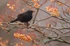 blackbird_PR7_211218a.jpg